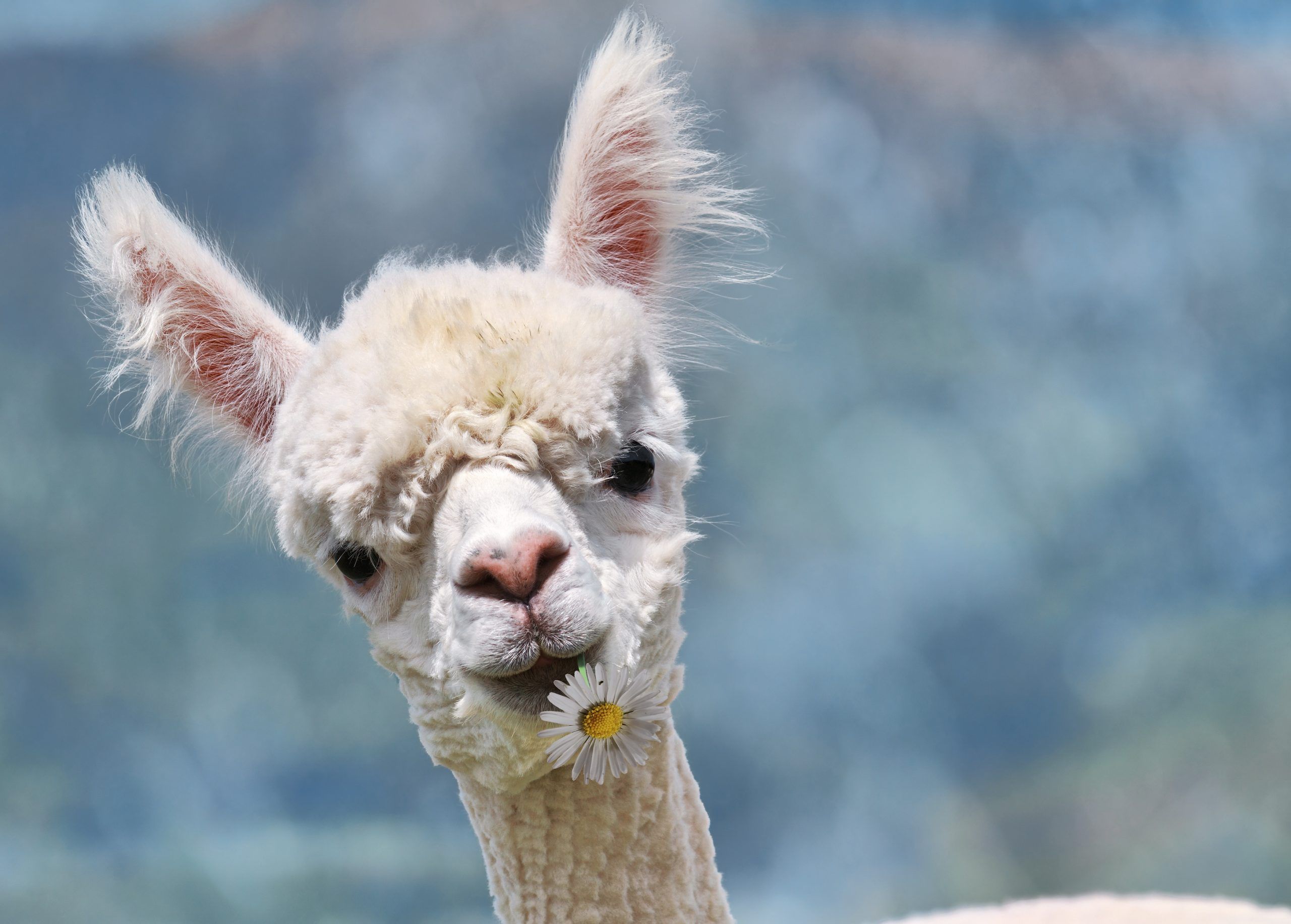 Millie the Alpaca